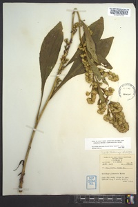 Solidago glomerata image