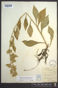 Solidago glomerata image