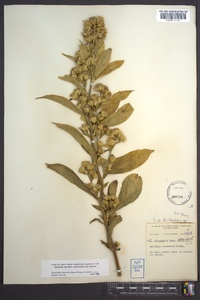 Solidago glomerata image