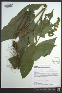 Solidago patula image