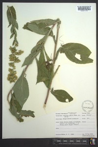 Solidago patula image