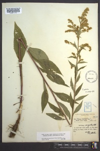 Solidago patula image