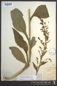 Solidago patula image