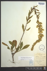 Solidago puberula image