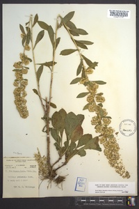 Solidago puberula image