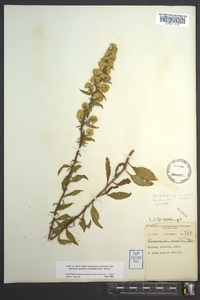 Solidago puberula image