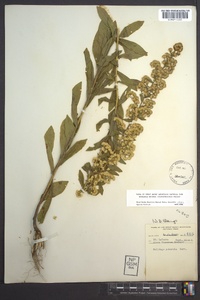 Solidago puberula image