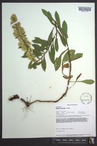 Solidago puberula image