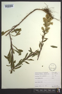 Solidago puberula image