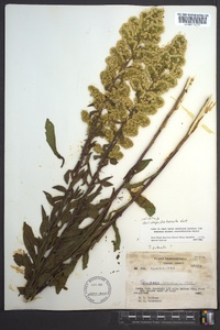 Solidago puberula image