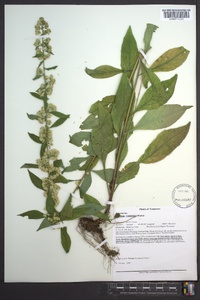 Solidago roanensis image