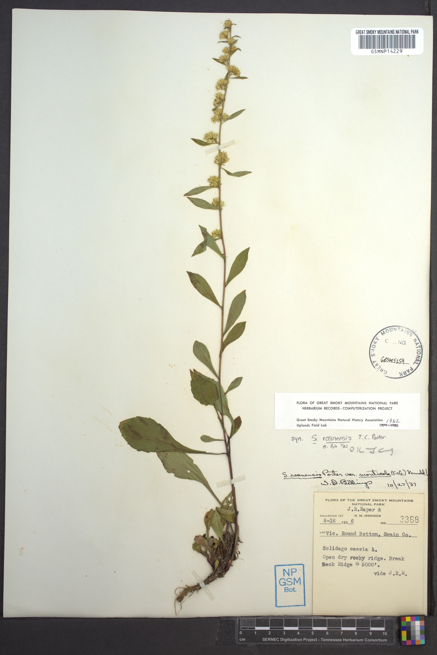 Solidago roanensis image