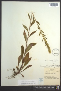 Solidago roanensis image