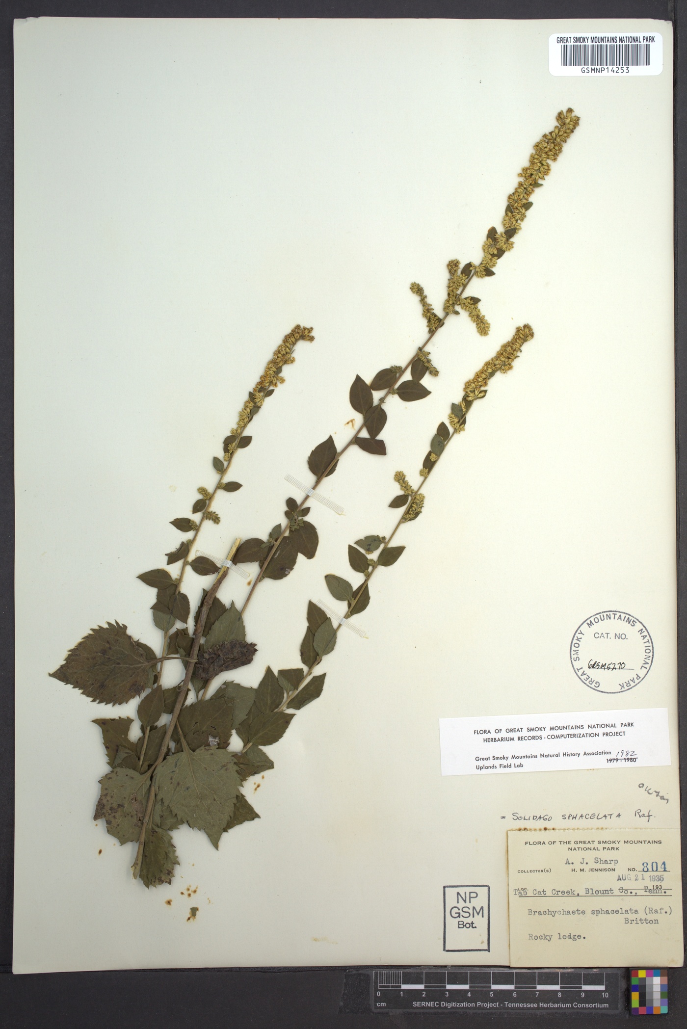 Solidago sphacelata image