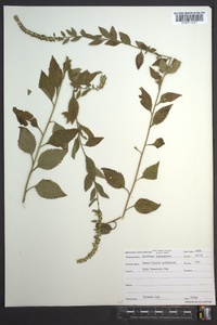 Solidago sphacelata image