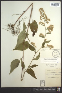 Symphyotrichum lowrieanum image