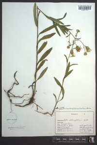 Symphyotrichum oblongifolium image