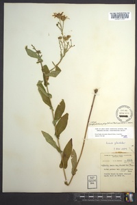 Symphyotrichum phlogifolium image