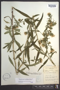 Symphyotrichum retroflexum image