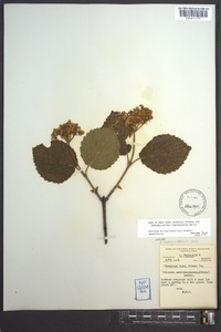 Viburnum dentatum var. deamii image