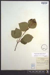 Viburnum dentatum var. deamii image