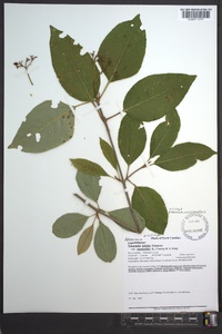 Viburnum cassinoides image