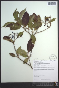 Viburnum cassinoides image