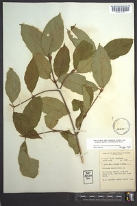 Viburnum cassinoides image