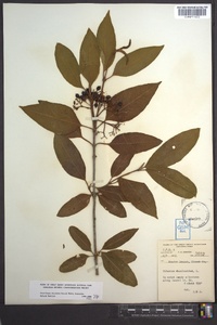 Viburnum cassinoides image