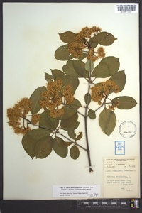 Viburnum cassinoides image