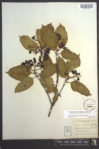 Viburnum cassinoides image