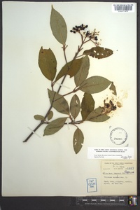 Viburnum cassinoides image