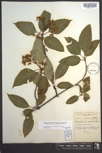 Viburnum cassinoides image