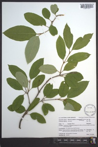 Viburnum cassinoides image