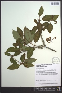 Viburnum cassinoides image