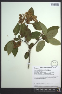 Viburnum cassinoides image