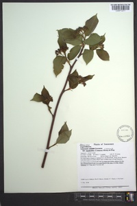 Viburnum cassinoides image