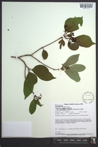 Viburnum cassinoides image