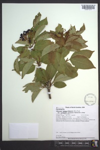 Viburnum cassinoides image