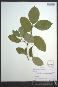 Viburnum cassinoides image