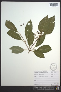 Viburnum cassinoides image