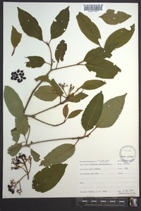 Viburnum cassinoides image