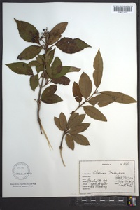 Viburnum cassinoides image