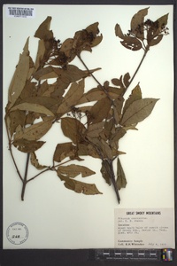 Viburnum cassinoides image