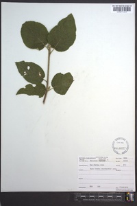 Viburnum lantana image