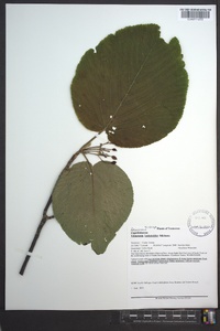 Viburnum lantanoides image