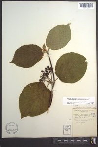 Viburnum lantanoides image