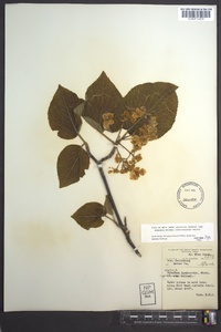 Viburnum lantanoides image