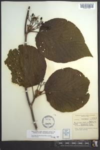 Viburnum lantanoides image