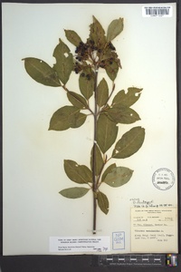 Viburnum lentago image